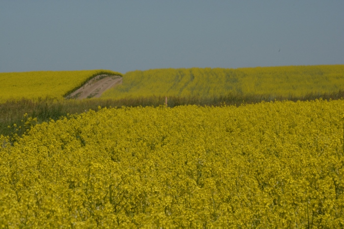 mustard fields
